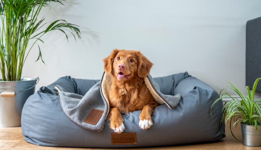 CBD for Pets: How Much Do You Love Your Pet? - Leaf Remedys