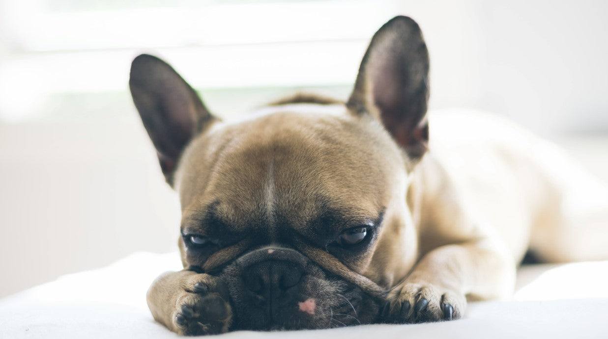 CBD Oil for Dogs with Arthritis - Leaf Remedys