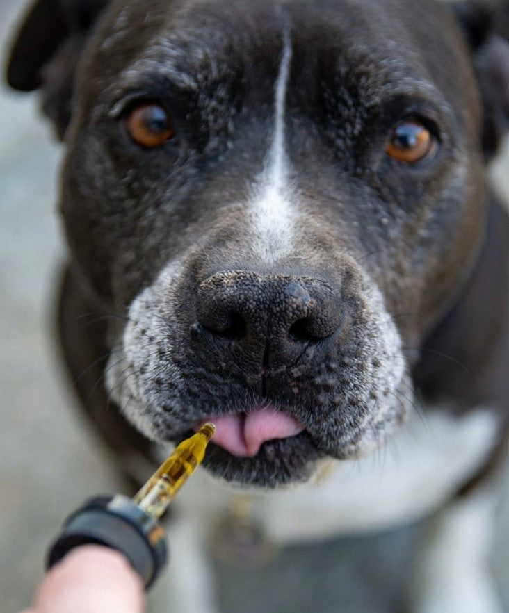 Pet CBD is Effective, but is it safe for pets to consume it long-term?