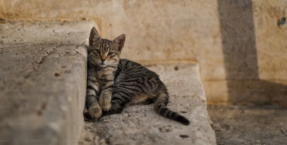 Unlocking the Secrets of CBD for Cats: Dosage, Benefits, and More!