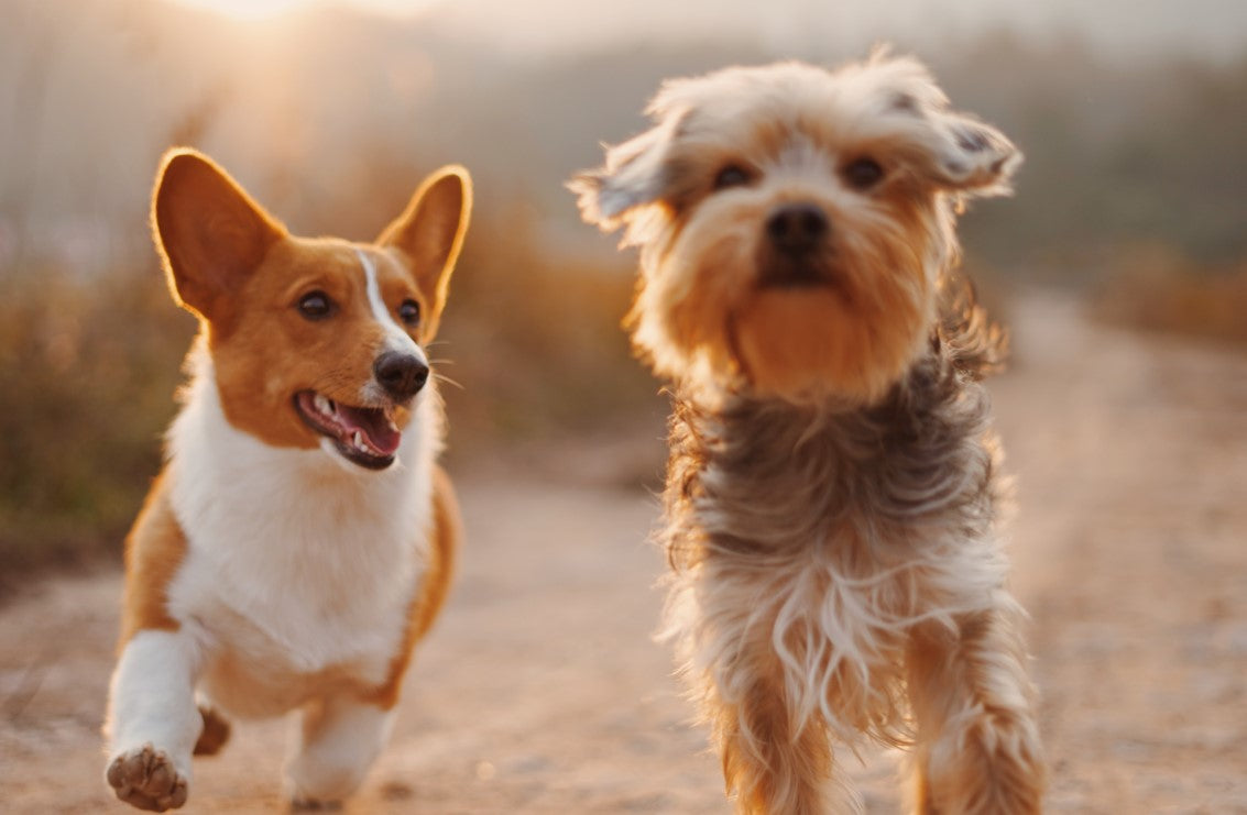 Canine Mobility Made Easy: The Benefits of Glucosamine Chondroitin for Dogs Plus MSM and CBD
